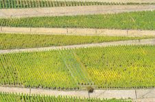 Vineyard In Rhineland Stock Photography Vineyard In Rhineland Stock Photography
