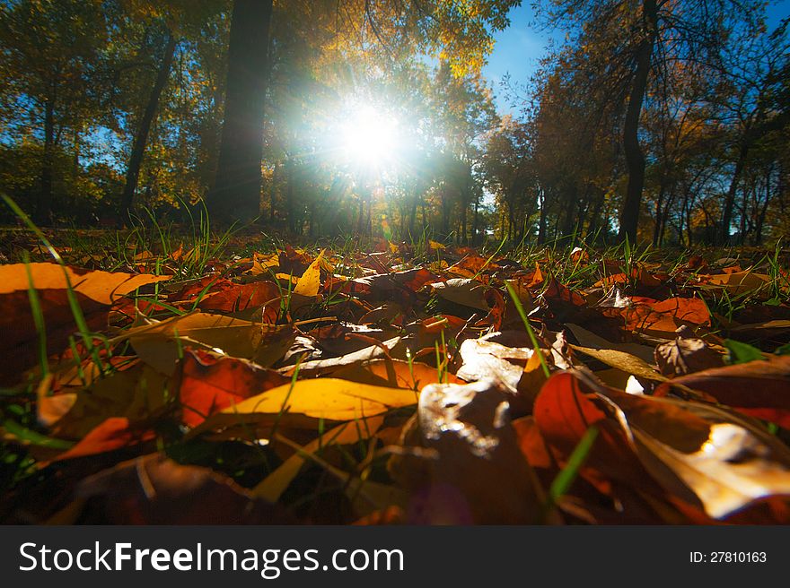 Autumn Foliage, Locust Trees And Blue Sky