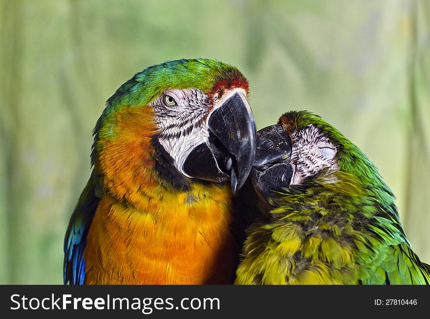Two colourful macaw parrots kissing