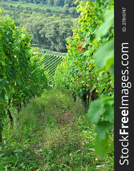 Rows of grapevines in the Mosel area. Rows of grapevines in the Mosel area