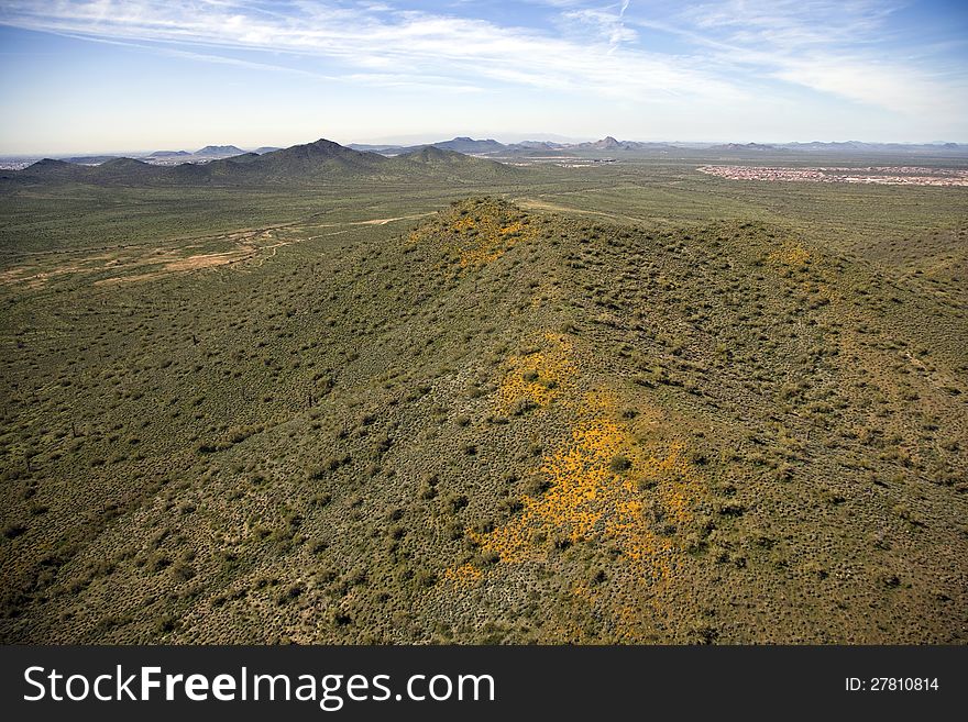 Spring rains bring  the desert into bloom near Phoenix, Arizona. Spring rains bring  the desert into bloom near Phoenix, Arizona