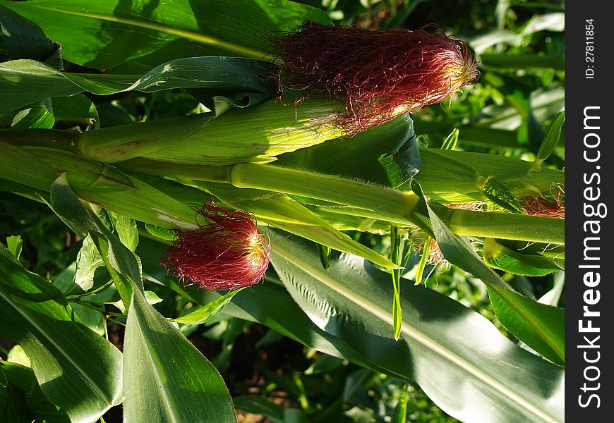 Two corncobs with corn silk , on a corn plant.