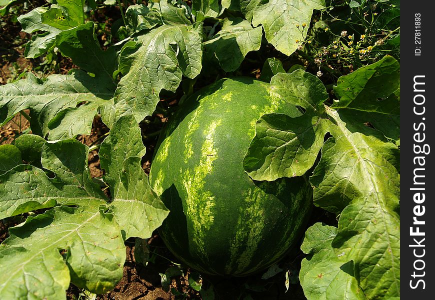 Organic water mellon with big leafs.