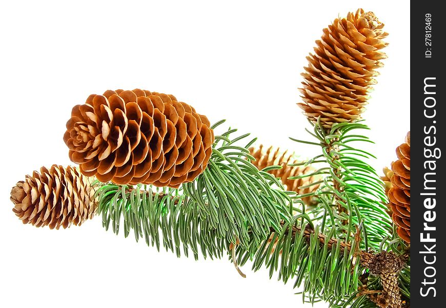 Needles with cones on a white background. Needles with cones on a white background