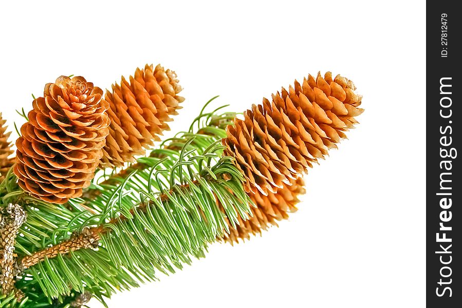 Needles with cones on a white background. Needles with cones on a white background
