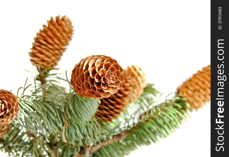 Needles with cones on a white background. Needles with cones on a white background