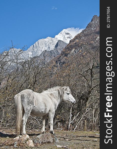 A white horse at the foot of snow mountain