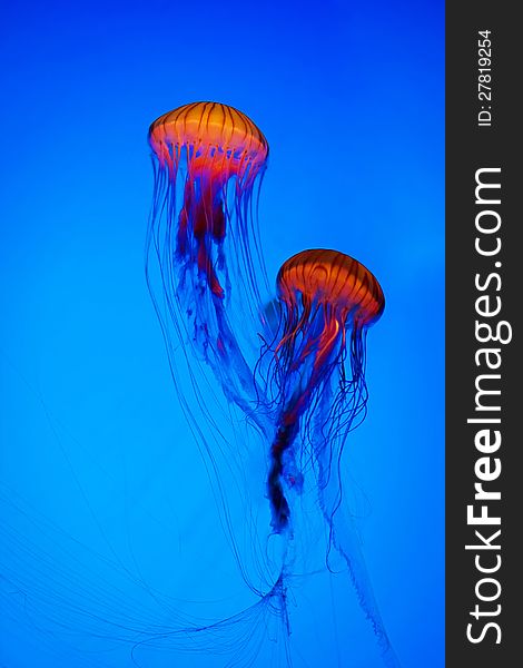 A pair of jellyfish in the water