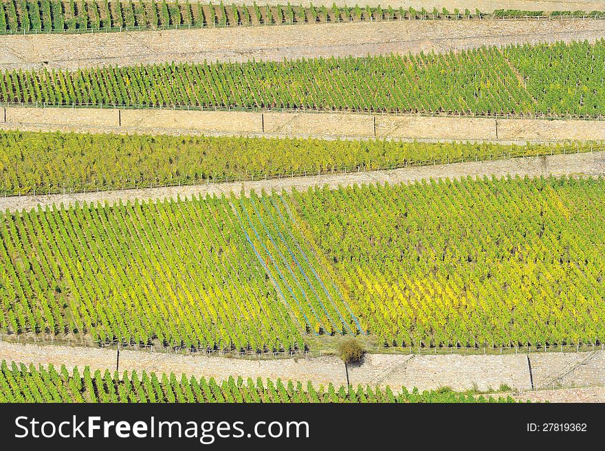 Vineyard in Rhineland