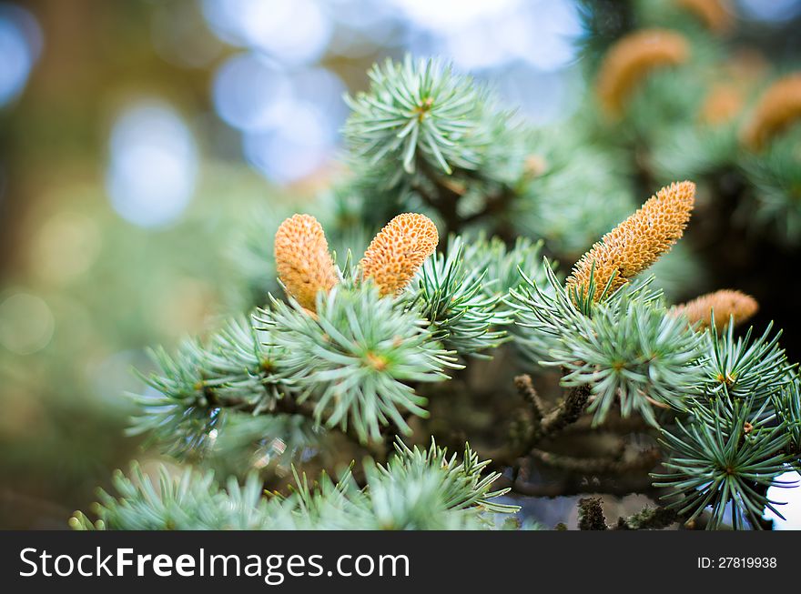 winter cones on pine trees. winter cones on pine trees
