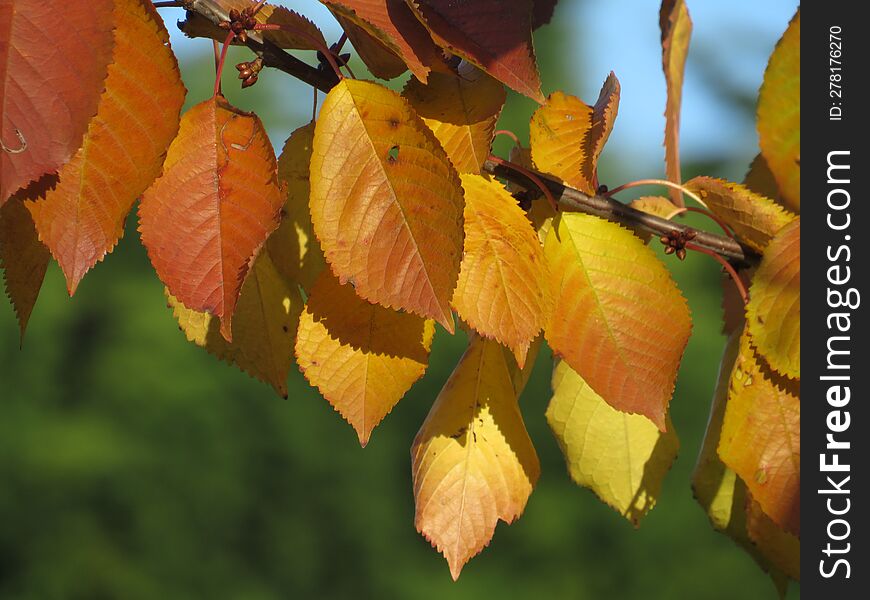 Close up of autumn leaves hanging from a cherry tree branch in the sunshine