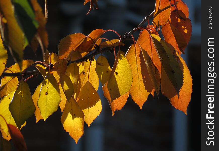 Close up of sunlit leaves of a cherry tree branch in the fall season