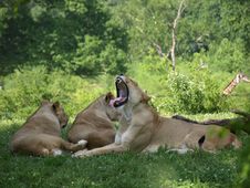 Yawning Lion Royalty Free Stock Photography
