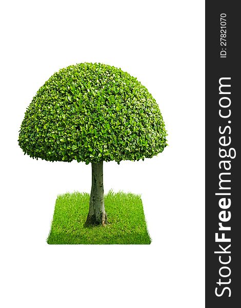 Green tree isolated on white background. Green tree isolated on white background.