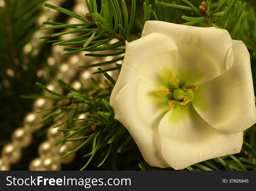 Beautiful christmas branch with white flower and perls
