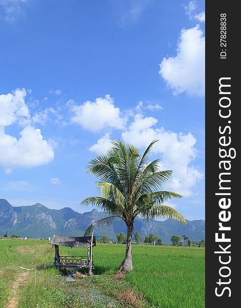 Green rice field and coconut tree beside a small house in Thailand