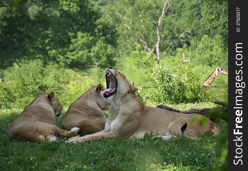 A yawning lion rests in the heat of the day