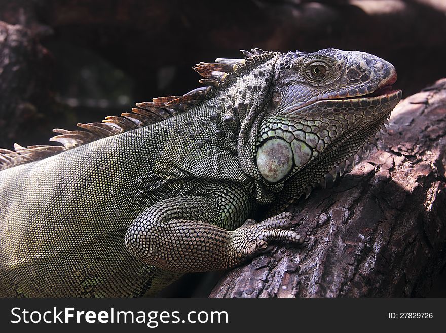 Iguana lay on the tree