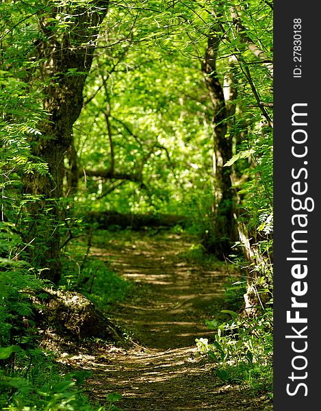 Footpath in Summer Green Forest with Sunbeans outdoors. Footpath in Summer Green Forest with Sunbeans outdoors