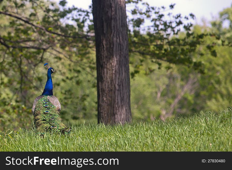 Brilliantly colored male peacock walking away from the camera.  Springtime in Wisconsin