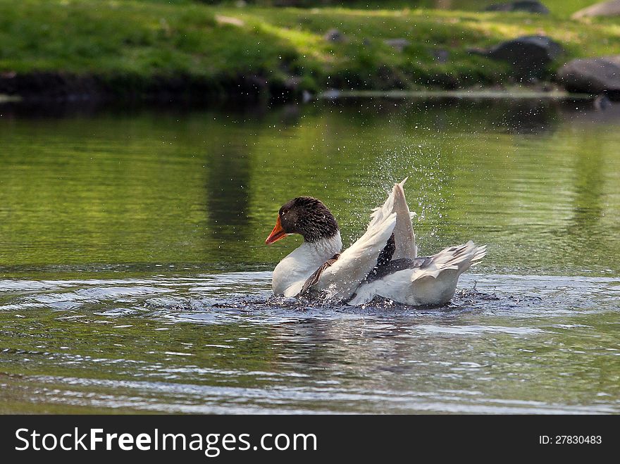 Domestic goose splashing in the water