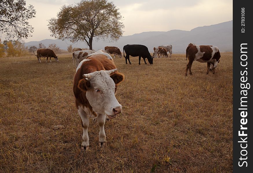Cattle feeding in the grasslands. Cattle feeding in the grasslands