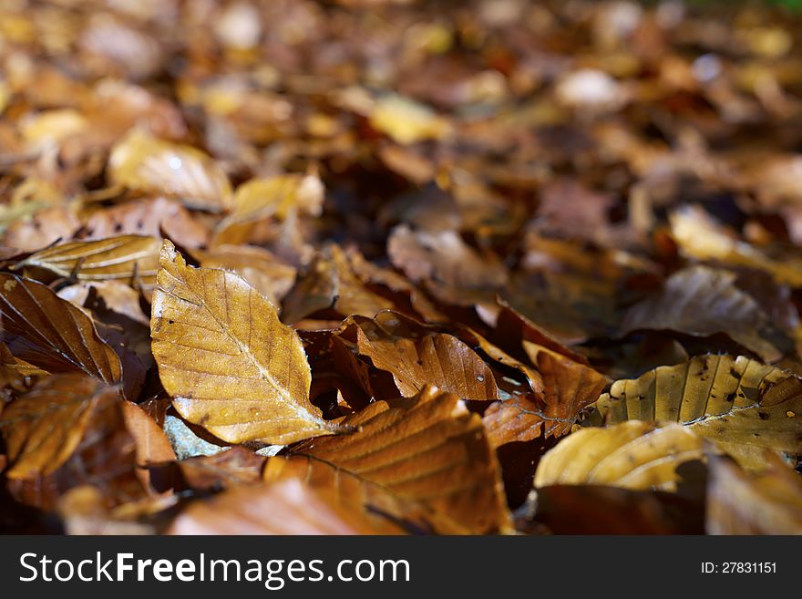 Close-up of fallen autumn leaves on the ground