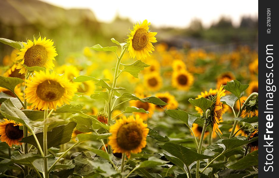 The Sunflower Garden under the sunlight