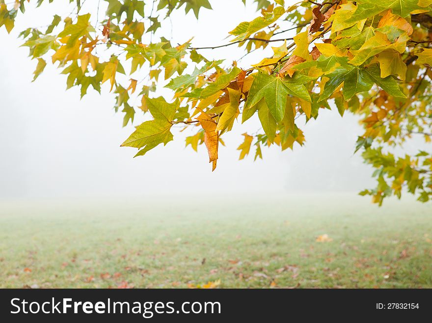 Branch Of Yellow Leaves And Fog In The Meadow