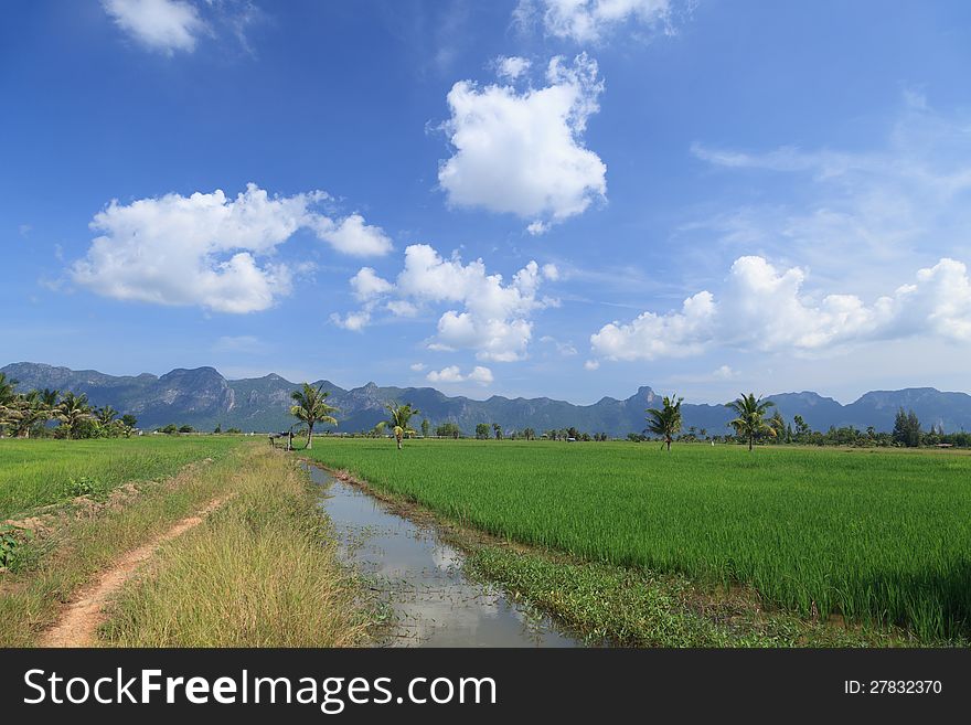 Green rice field and small agricultural canal in Thailand
