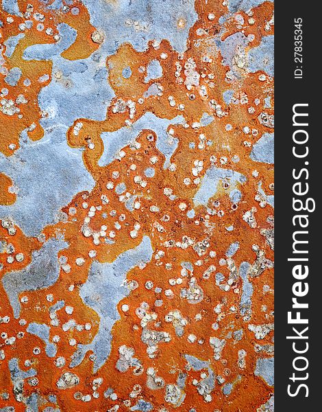 Orange algae and lichen on a rock