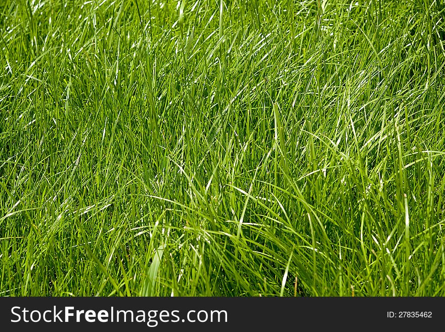 Background of fresh green grass conceptual of freshness, health and springtime