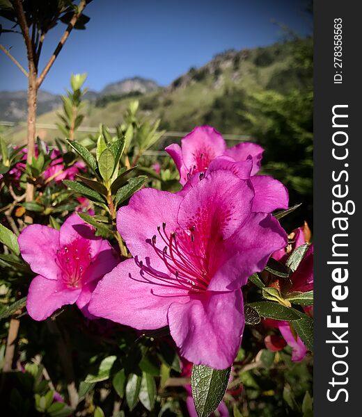 Beautiful pink flowers in the garden Sri Lankan