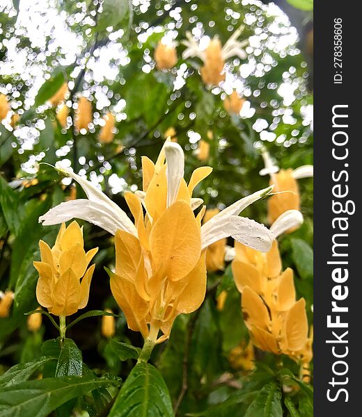 Beautiful yellow flowers in our garden Sri Lanka