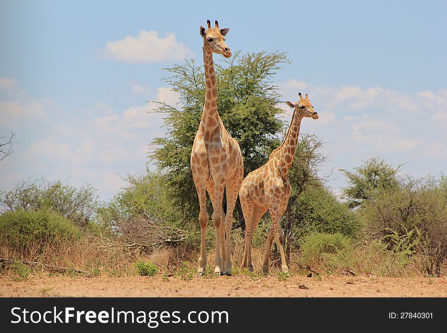 Young Giraffe and mother looking right on a game ranch in Namibia, Africa. Young Giraffe and mother looking right on a game ranch in Namibia, Africa.