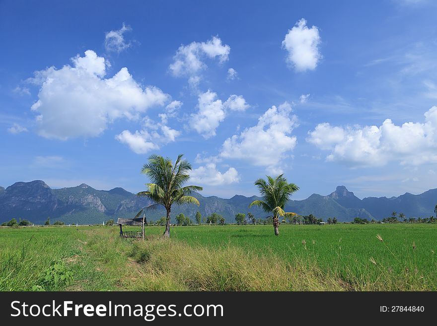 Green rice field and coconut trees
