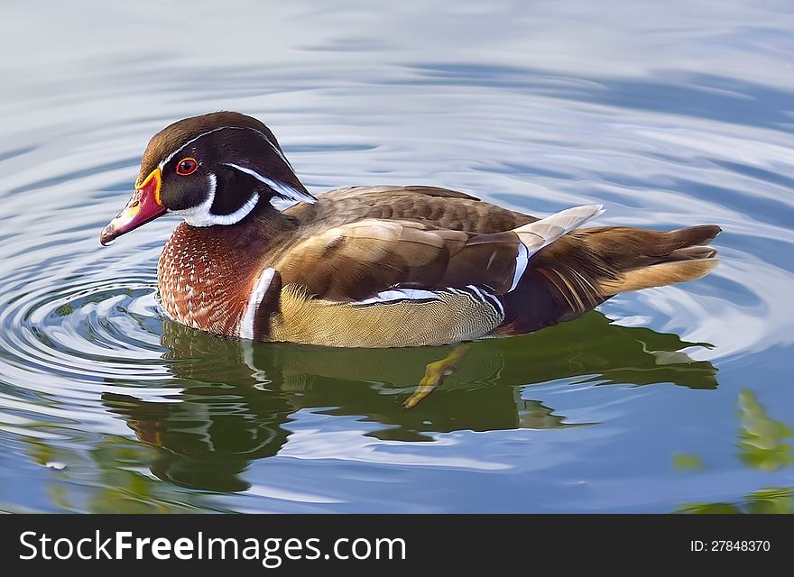 Beautiful colored duck in lake