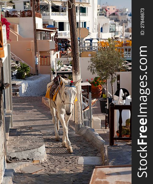 Donkeys waiting passengers at the port of Fira. Santorini Greece