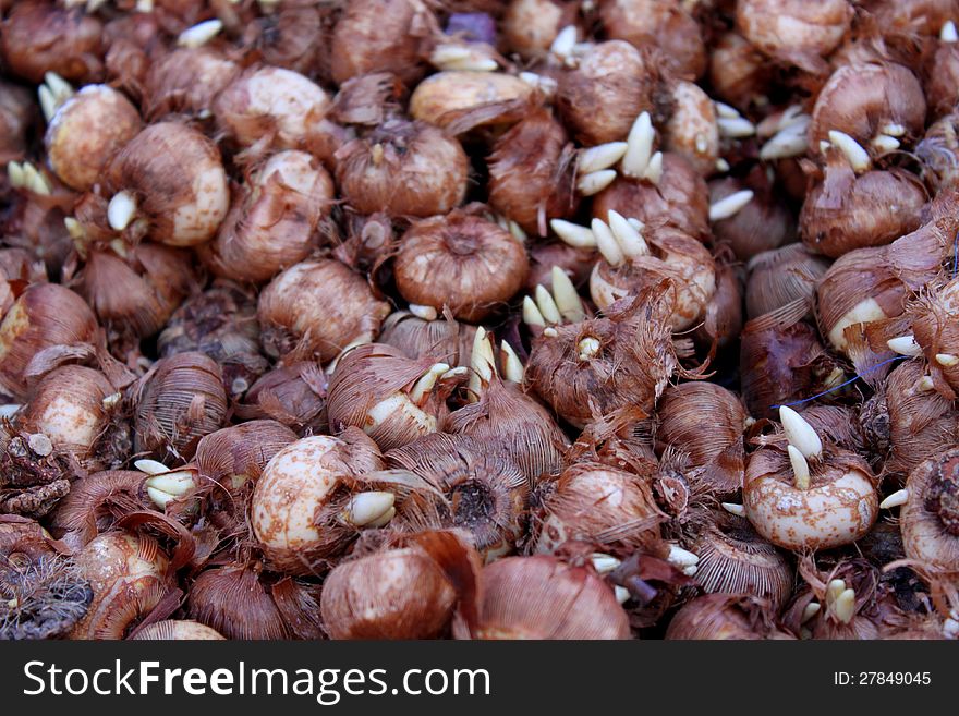 Lot of brown tulip bulbs germinated. Lot of brown tulip bulbs germinated.