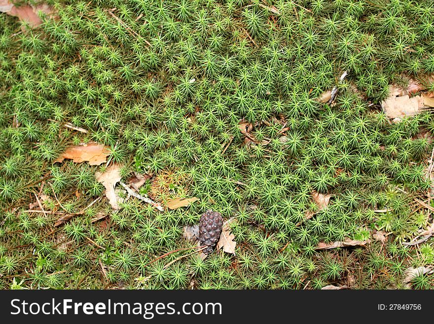 Forest moss background