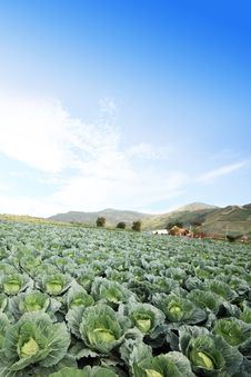 The Green Cabbage Field Stock Photos