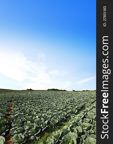 The green cabbage field and the blue sky.