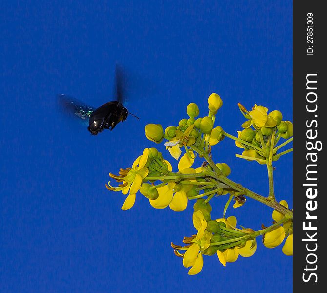 Carpenter bee hovering to flower