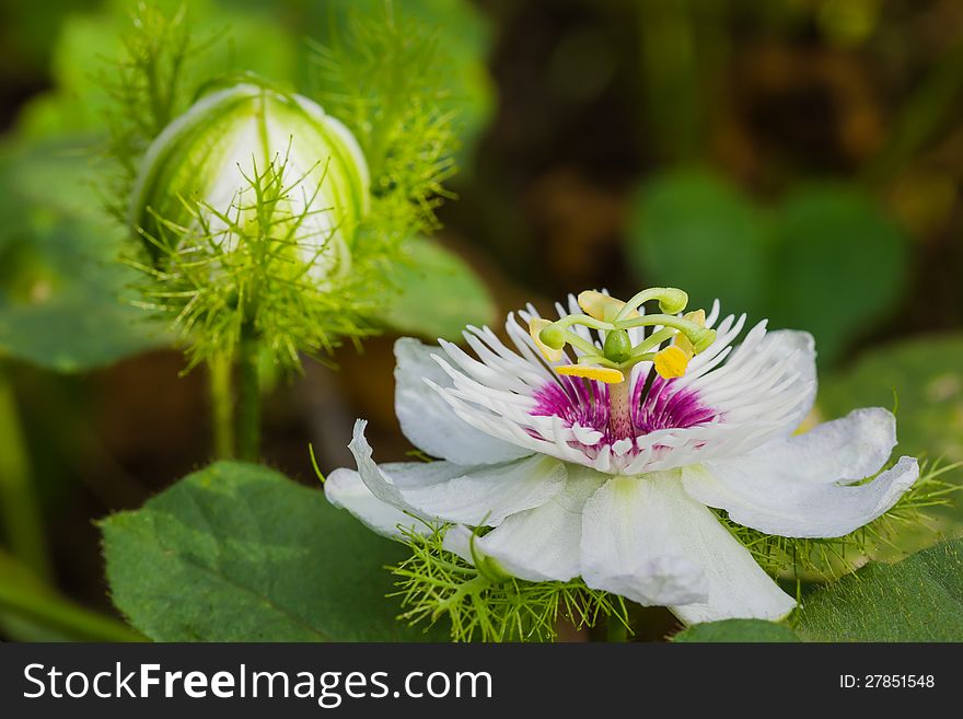 Flower of passionflower blooming with foliage. Flower of passionflower blooming with foliage