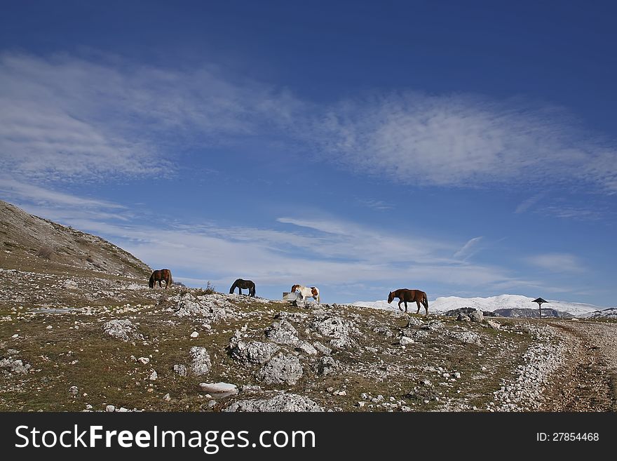 Horses grazing with a backdrop of mountains - Italy
