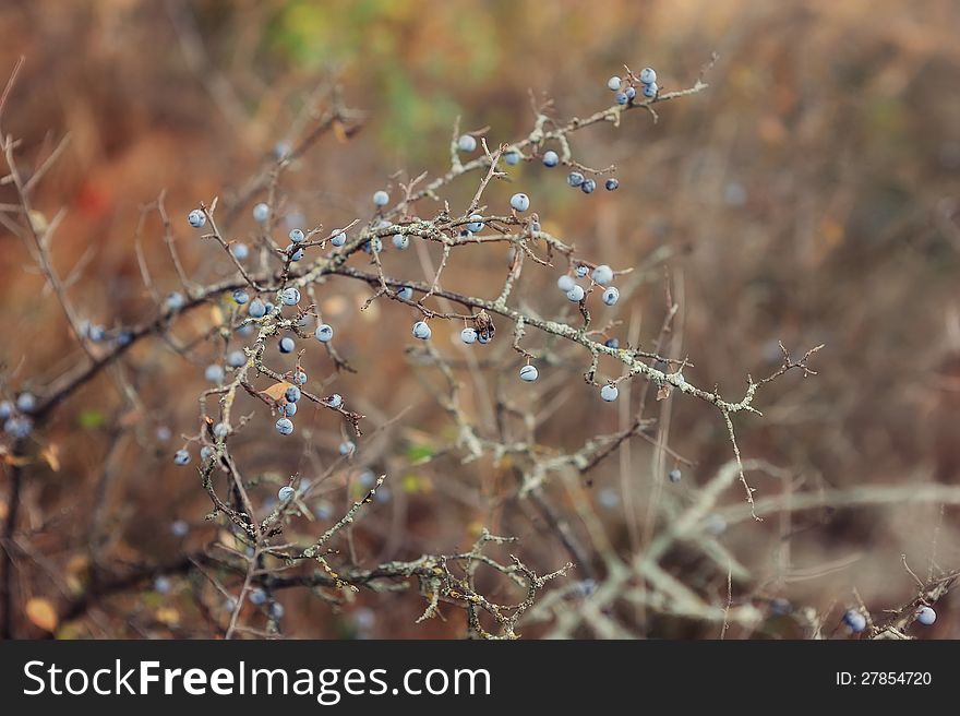Close-up on a branch bush only blue, small berries