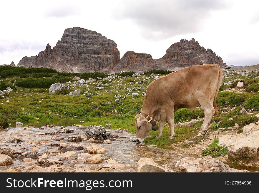 Cow on green field - Dolomites - Italy