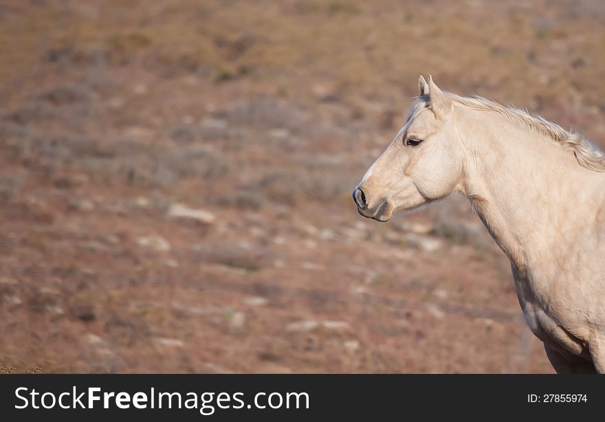 Attentive Palomino horse