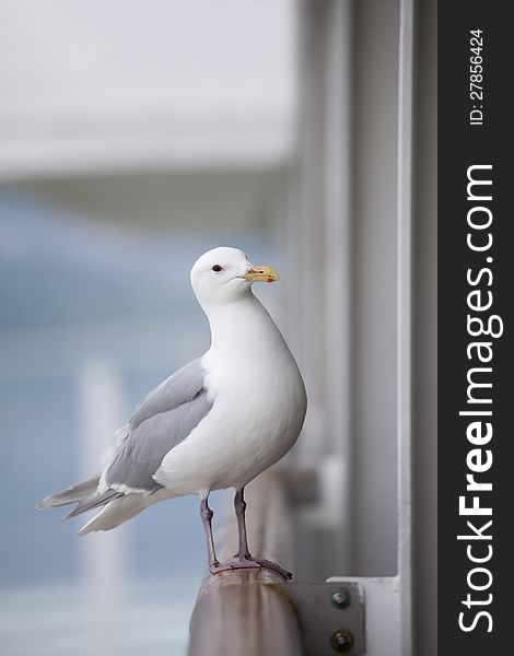 Seagull perched on a cruise ship railing waiting to be fed. Seagull perched on a cruise ship railing waiting to be fed