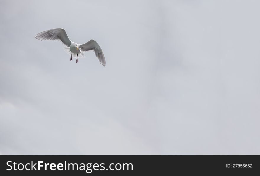 A horizontal image of a seagull soaring under an overcast sky. A horizontal image of a seagull soaring under an overcast sky